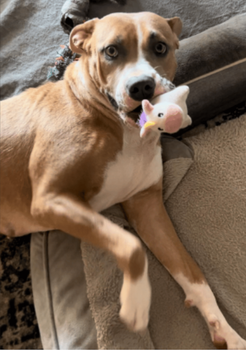 This Mama Dog's Heart-Shaped Nose is Too Cute — But No One Notices Her at Adoption Events 